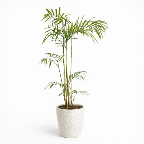Chamedora Seifrizi(Palma bambusowa)